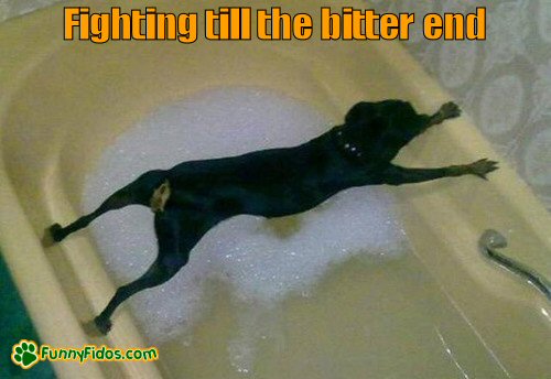 funny-dog-picture-fighting-till-the-bitter-end dog fighting not to get a bath
