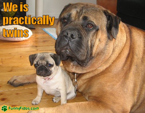 funny-dog-picture-practically-twins