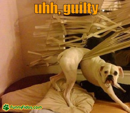 funny-dog-picture-uhh-guilty.jpg