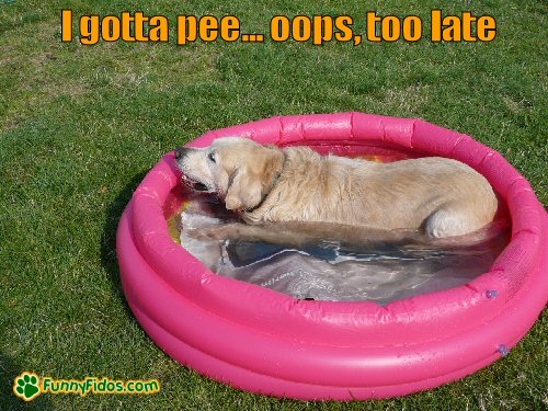 funny-dog-picture-i-gotta-pee dog laying in a baby pool
