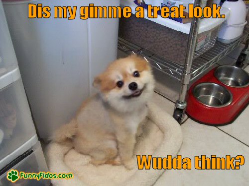 funny-dog-picture-gimme-treat-look Cute little dog giving the look