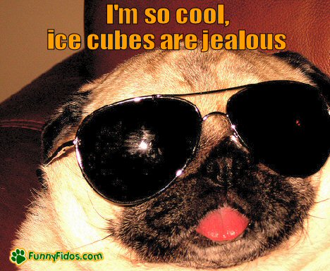 funny-dog-picture-im-so-cool Funny pug wearing sunglasses
