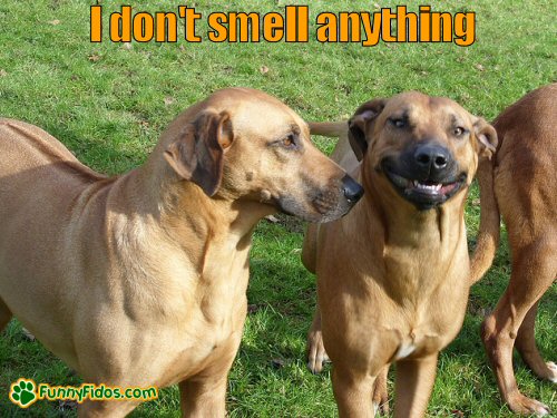 funny-dog-picture-i-dont-smell-anything DOg with a guilty smile