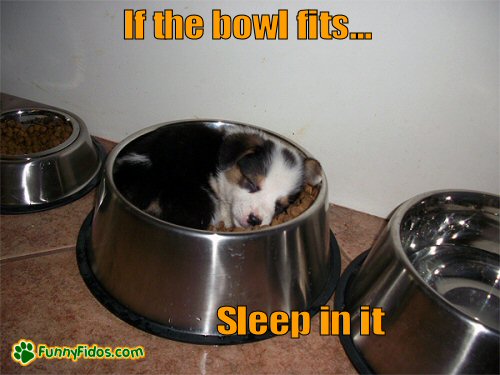 funny-dog-picture-if-the-bowl-fits Cute puppy sleeping in food bowl