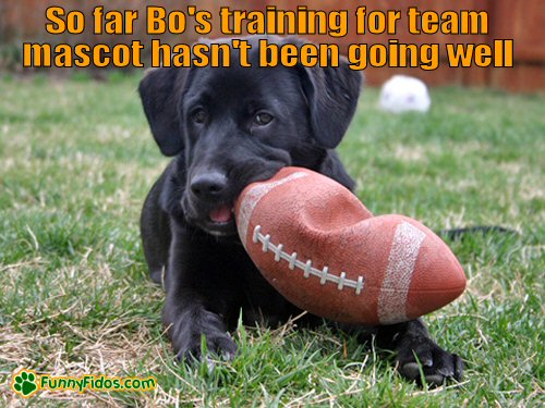 funny-dog-picture-team-mascot cute puppy chewing on a football