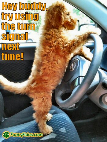 funny-dog-picture-use-turn-signal cute dog driving car