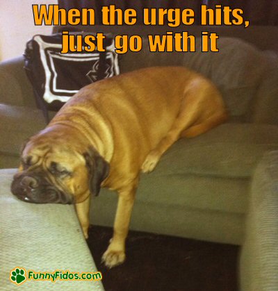 funny-dog-picture-when-the-urge-hits big dog sleeping in funny position
