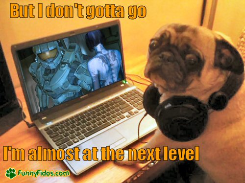 funny-dog-picture-but-i-dont-gotta-go.jp