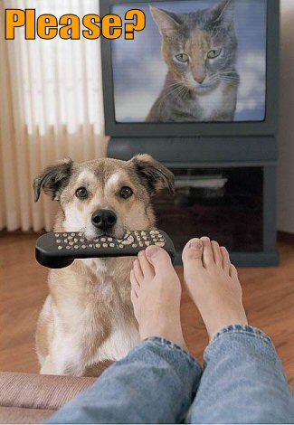 Dog holding remote wanting owner to change channel