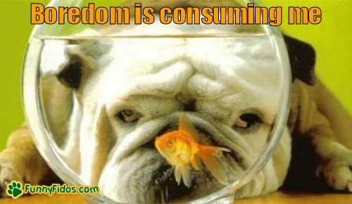 Bulldog staring at a fish bowl