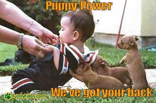 funny-dog-picture-dog-puppy-power puppies hold up baby