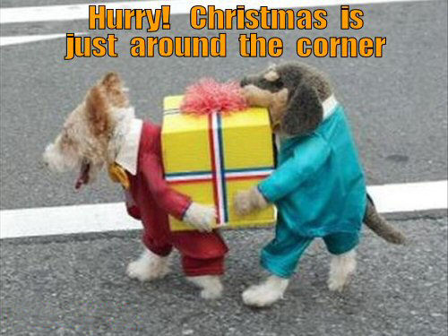 funny-dog-christmas-right-around-corner.jpg