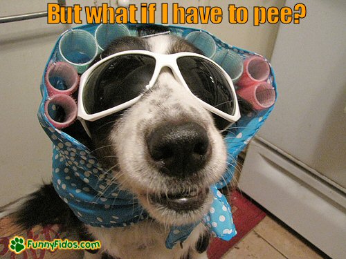 funny-dog-picture-what-if-i-have-to-peel dog with curlers in hair