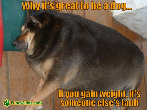 funny-dog-picture-why-its-great-to-be-a-dog a very fat dog