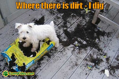 funny-dog-picture-dirt-dig Little dog digging a bag of dirt
