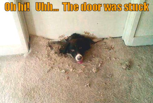 Dog digging under a door