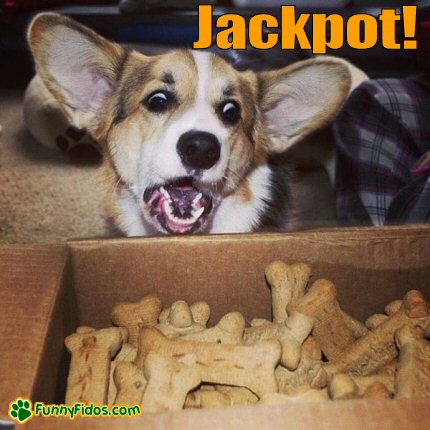 Treats For Dogs Jackpot Treats For Dogs Jackpot