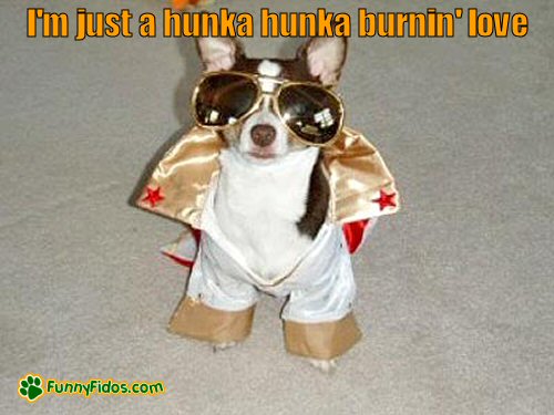 Funny dog dressed like Elvis