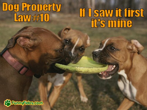 dogs fighting over a frisbee