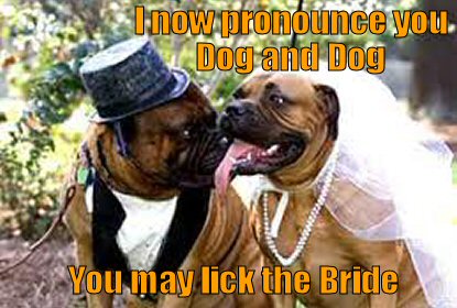 funny-dog-picture-dog-wedding1