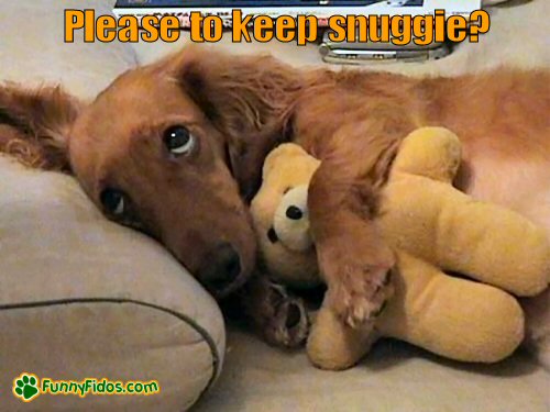 Cute dog cuddling with his snuggie