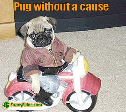 Funny pug on a toy mototcycle