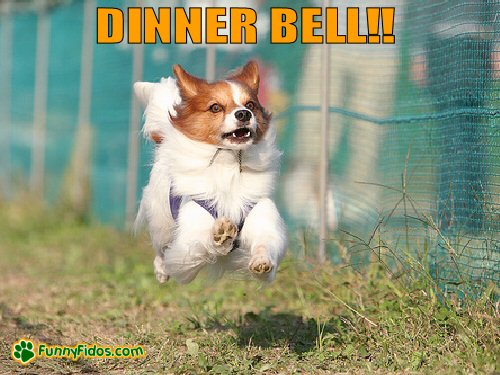 little dog running for dinner