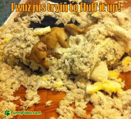 dog lying on ripped up cushion