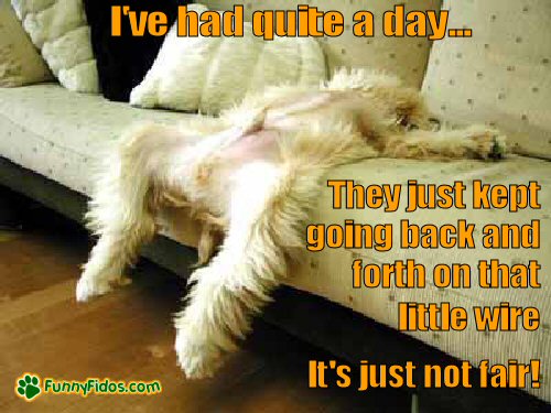 exhausted dog on couch