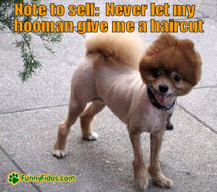 Dog with a bad haircut