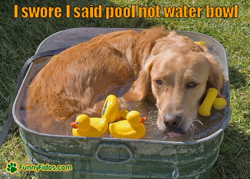 dog in a very small pool