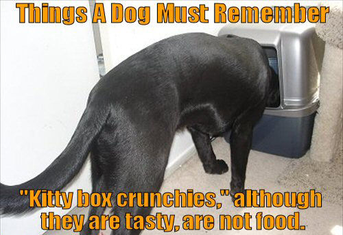 funny things about dogs