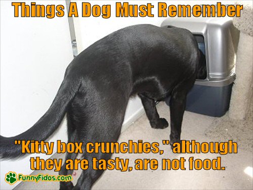 dog eating out of the litter box