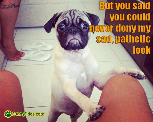 Little pug using his best sad face