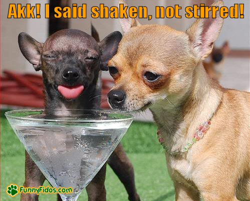 Two dogs drinking out of a martini glass