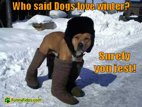 Dog wearing human winter clothes