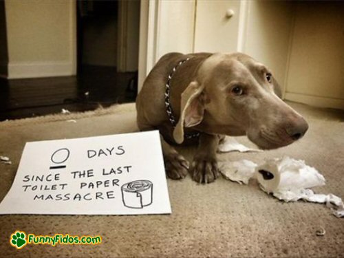 dog gioly of eating toilet paper