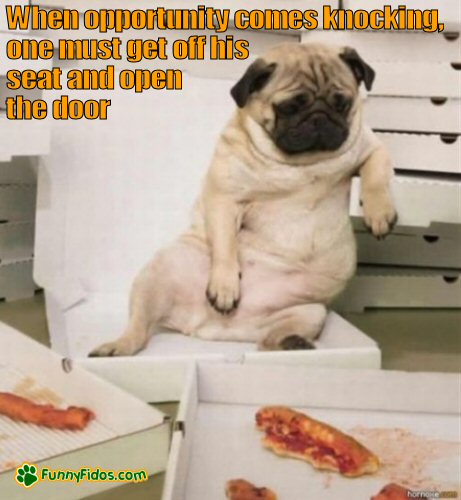 Funny pug eating a lot of pizza