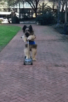 Dog riding skateboad like a pro