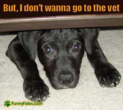 cutepuppy not wanting to go to the vet