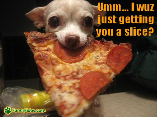 littledog caught withslice of pizza in mouth