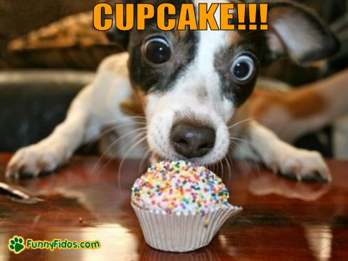 funny dog eying up a cupcake