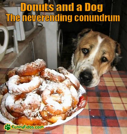 dog looking sad at a plate of donuts