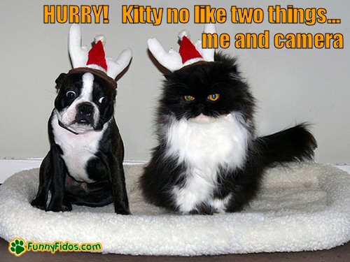 dog and cat posing for christmas photo