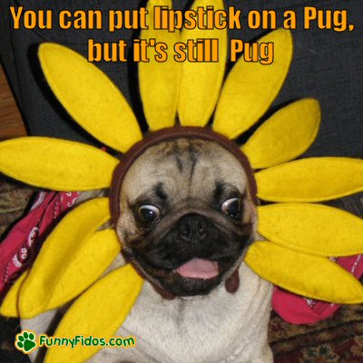 Pug dressed as a flower