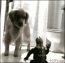 dog afraid of Godzilla toy
