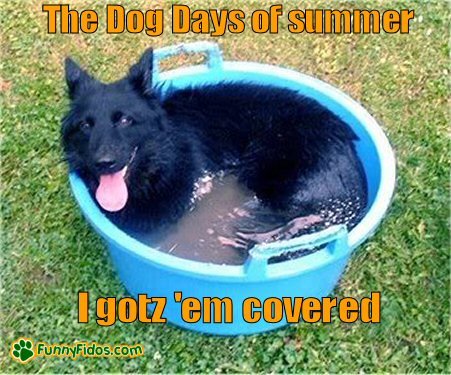 Dog lying in a large water bucket