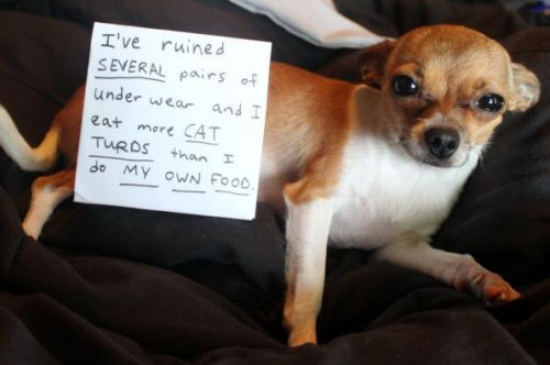 funny-dog-picture-dog-shame