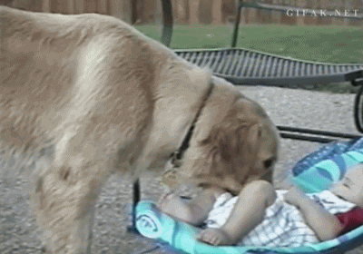 dog expects baby to thorw ball