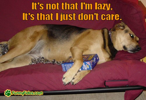 Lazy dog on couch with box of cookies